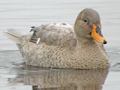 Yellow-billed Duck x Mallard hybrid